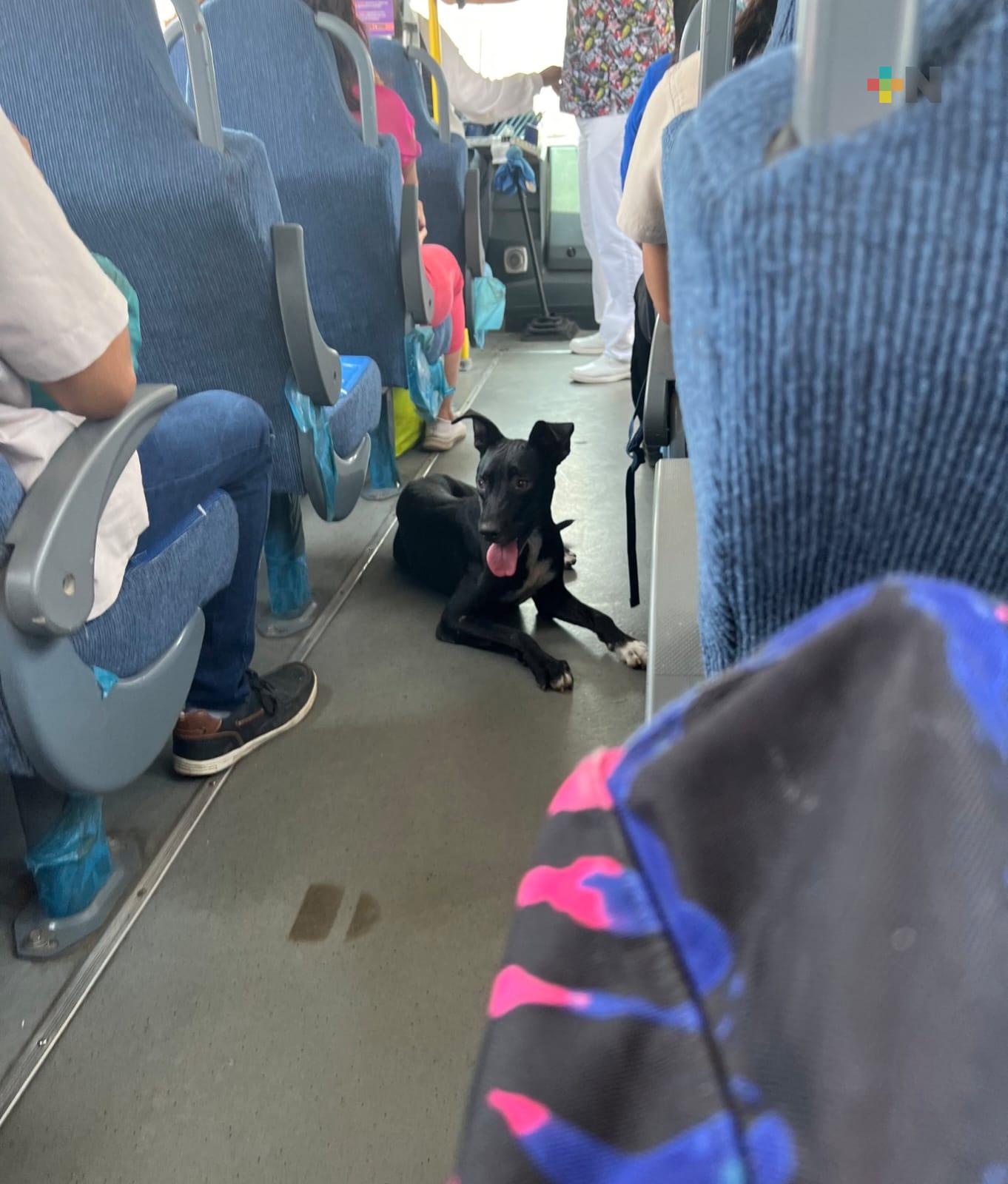 Aborda lomito transporte público