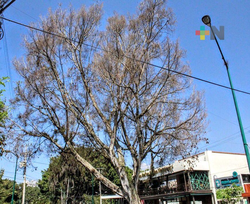 Árbol de Díaz Mirón estaba muerto y podía caer