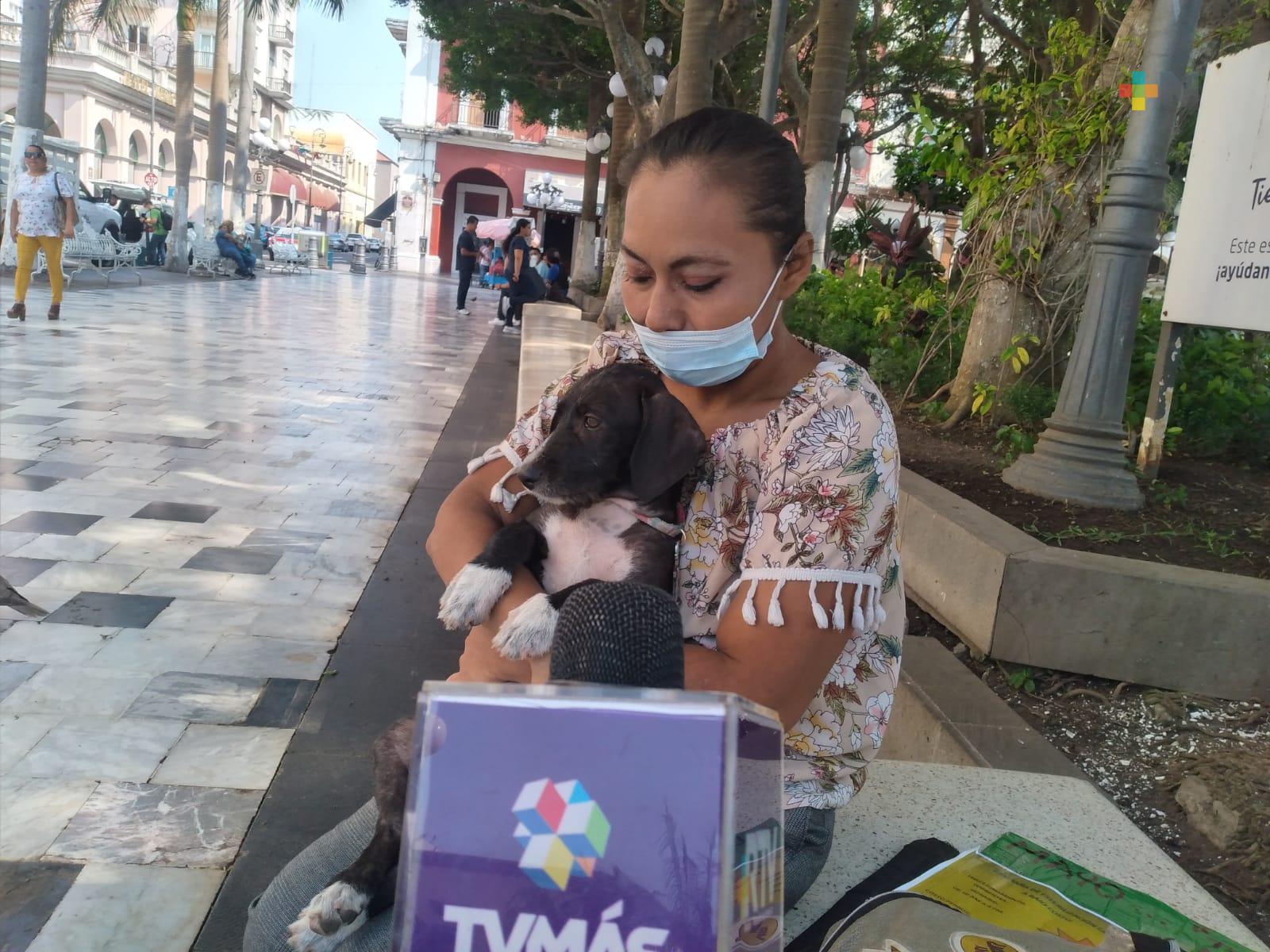 Temporada de calor ha incrementado el maltrato animal en municipio de Veracruz