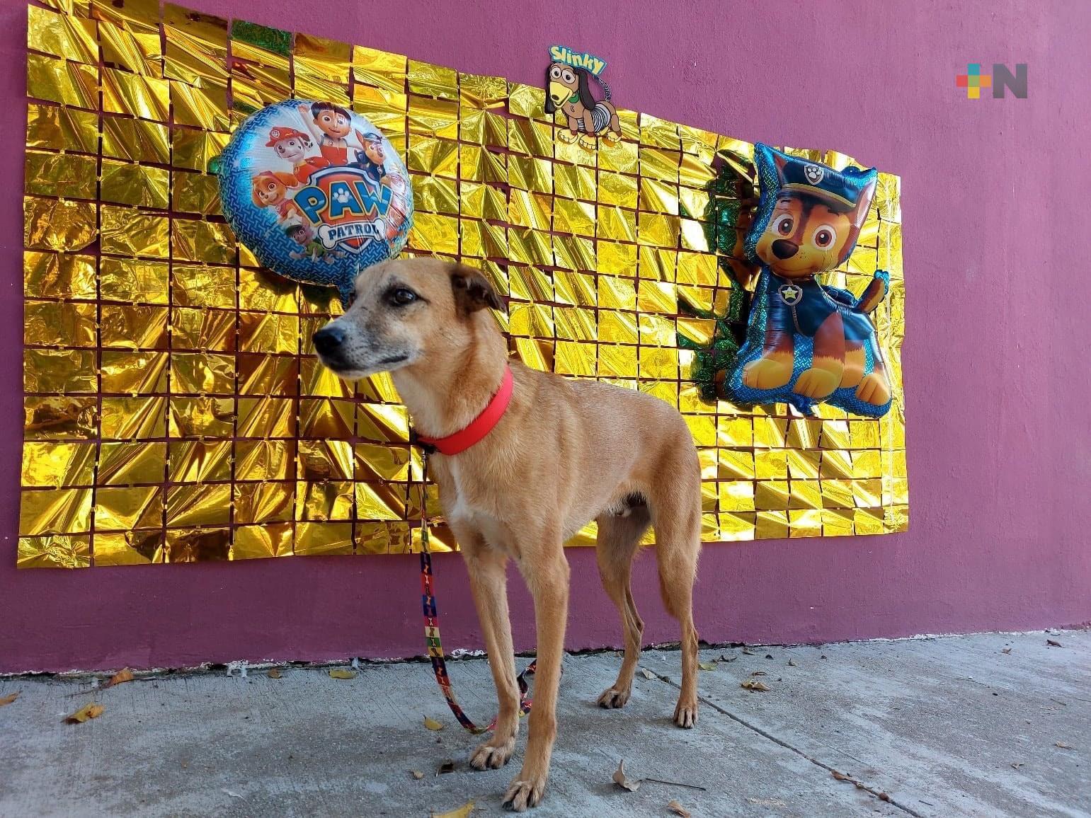Inicia Centro de Control Animal de Coatzacoalcos promoción de adopciones de perros y gatos