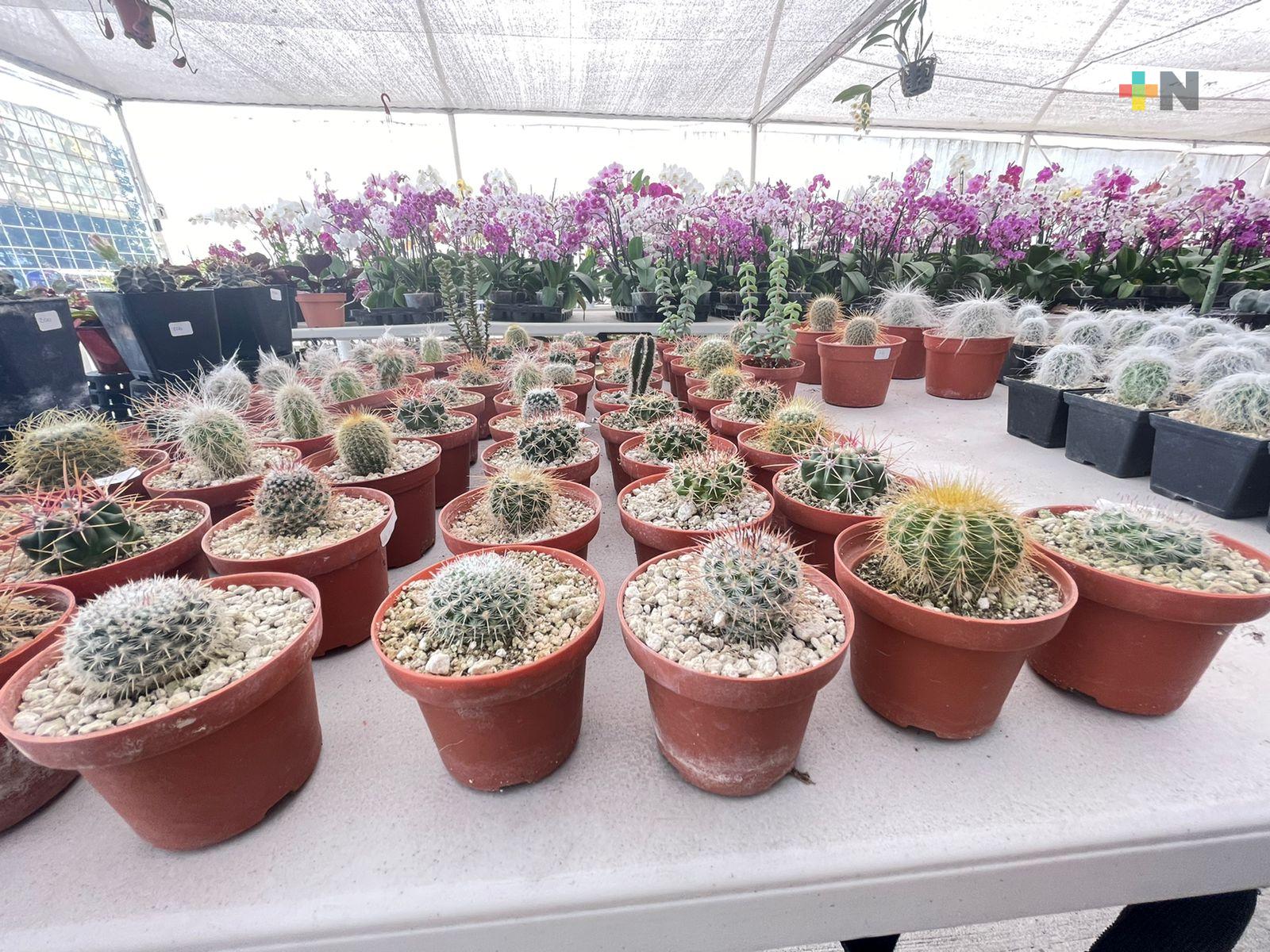 Visitar viveros es una opción más en  Xalapa