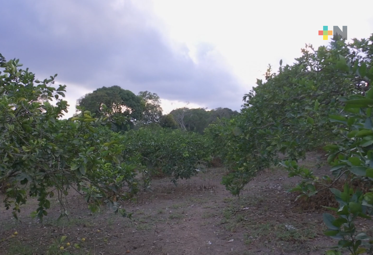 Con obras se impulsa el desarrollo de zonas rurales de Veracruz: José Magdaleno Rosales