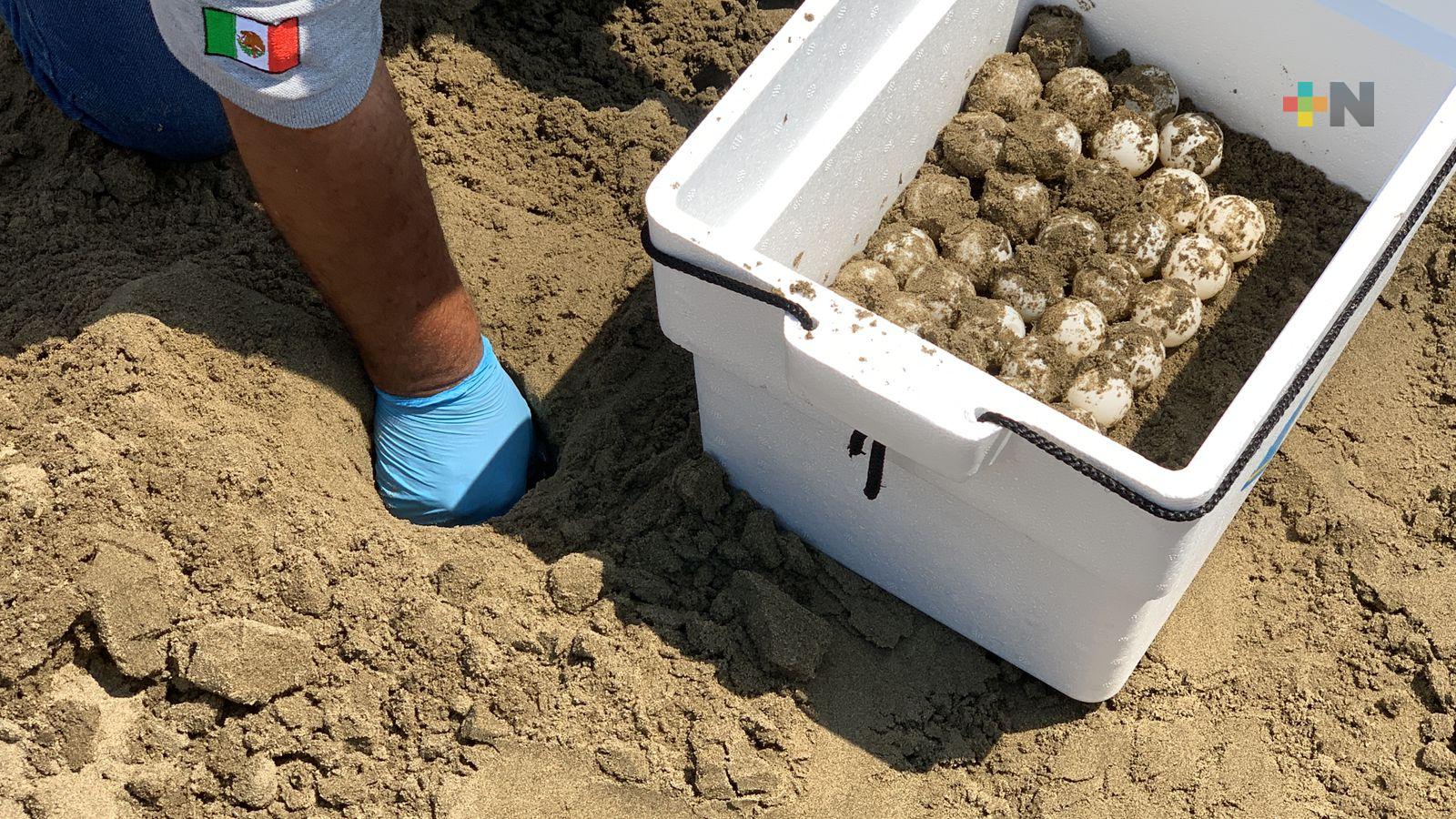 Este año se ha protegido al mayor número de nidos de tortugas en Parque Arrecifal