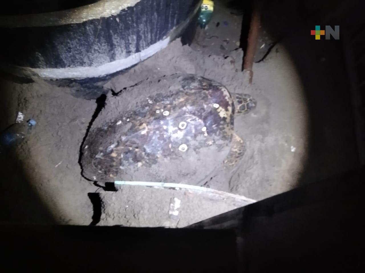 Tortuga marina desova en zona de palapas de playa Villa del Mar