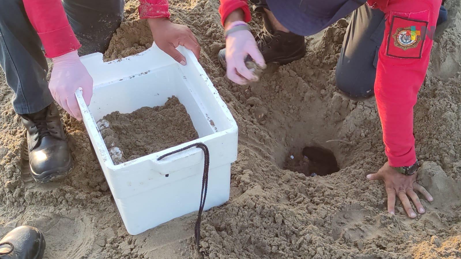 Resguardan más de 80 huevos de tortuga en playa de Coatzacoalcos