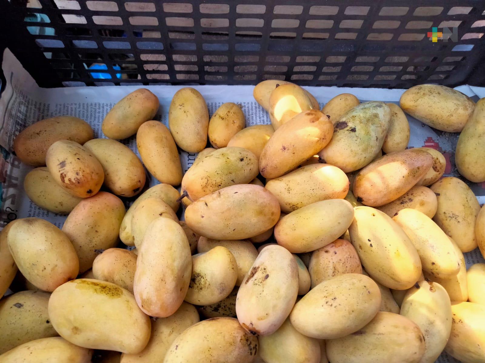 Proyectan despulpadora de mango en el municipio de Actopan para 2024