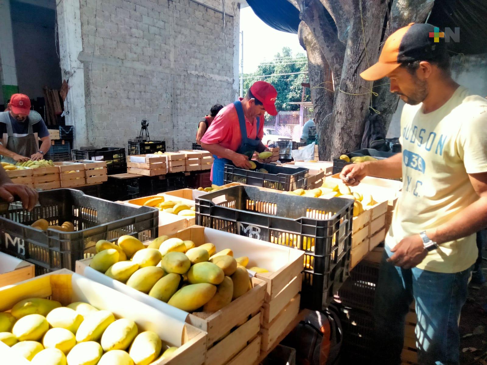 Ha sido buen año para productores de mango de Actopan