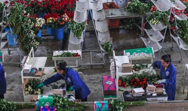 Garantizado abasto nacional de flores ornamentales para el festejo del Día de las Madres