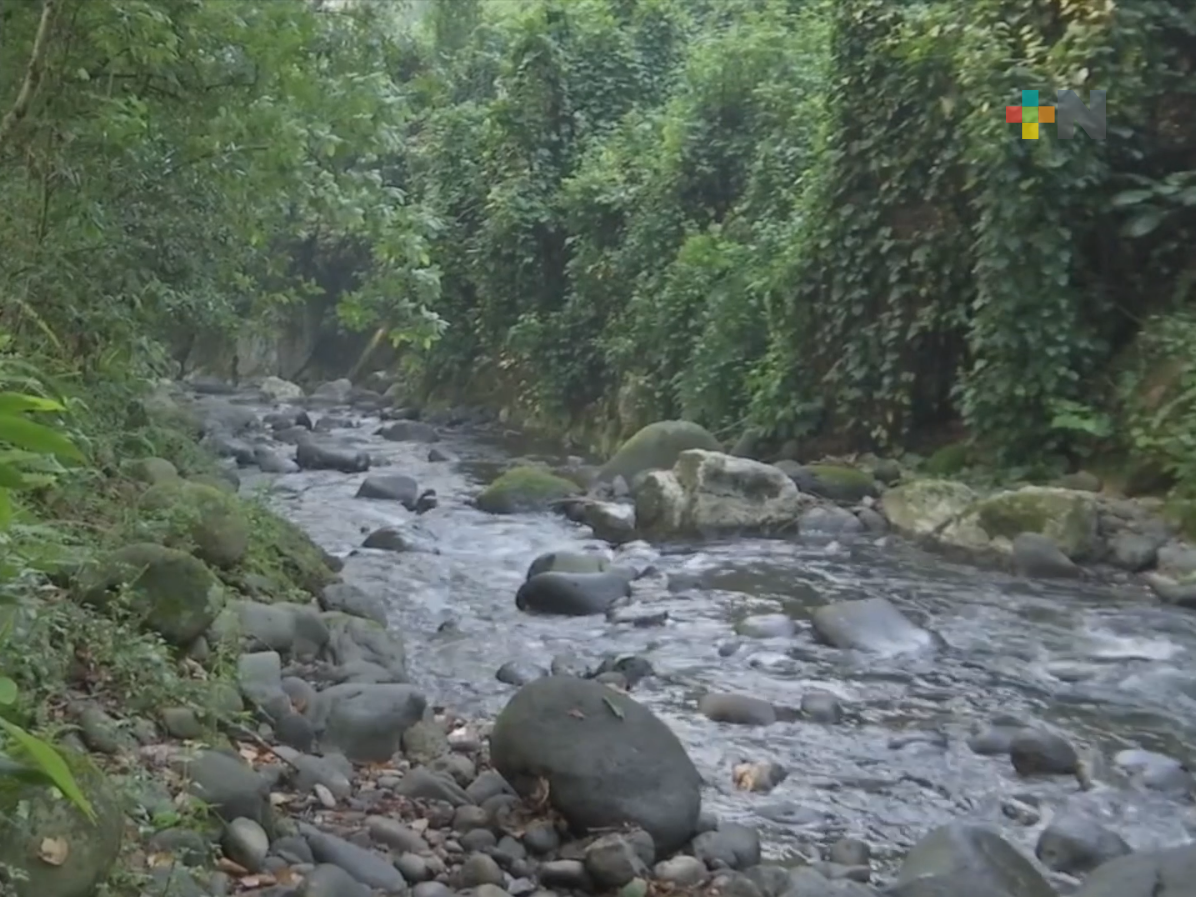 Fidecoagua trabaja en conservar bosques del municipio de Coatepec