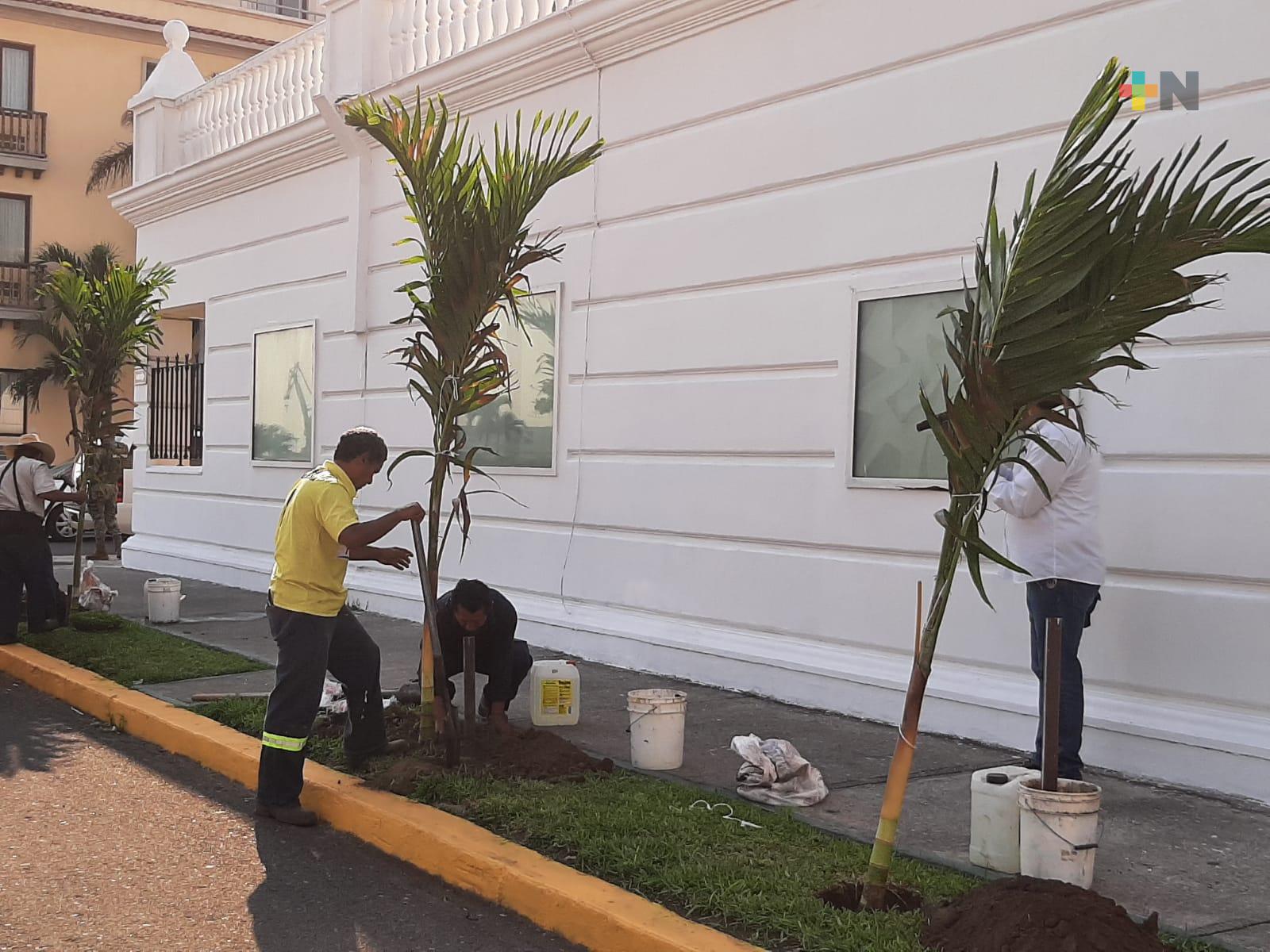 Inicia siembra de palmas sobre avenida Figueroa de Veracruz