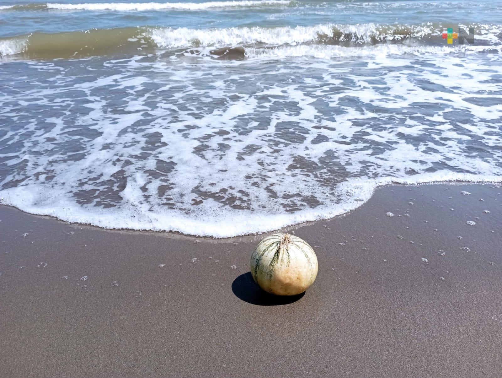 Más de 30 calabazas aparecen en playa de Coatzacoalcos