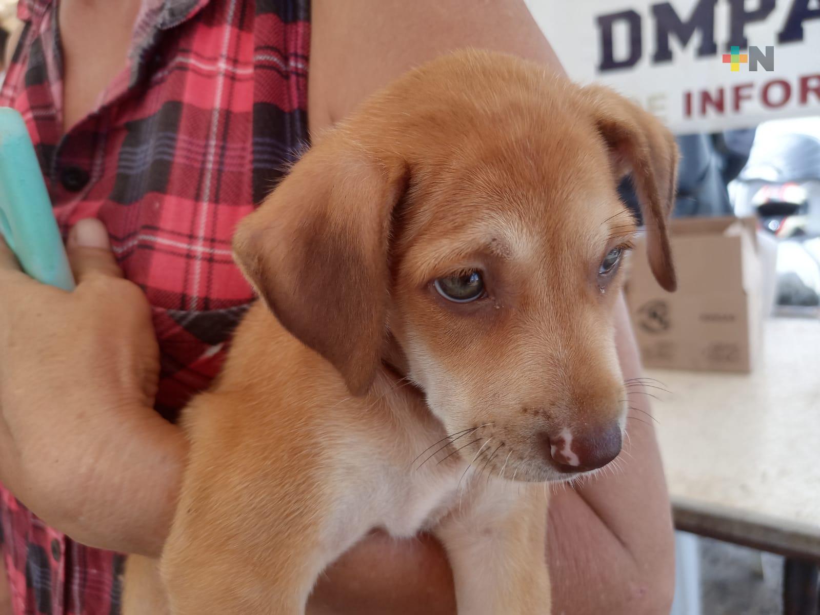 Hoy 28 de mayo es el Día Internacional del Perro Mestizo