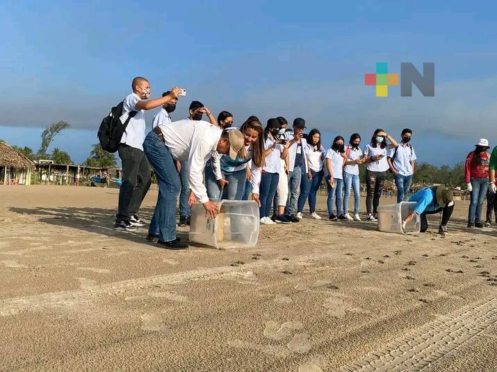 Liberan en playa Galindo de Tuxpan tortugas de la especie Lora