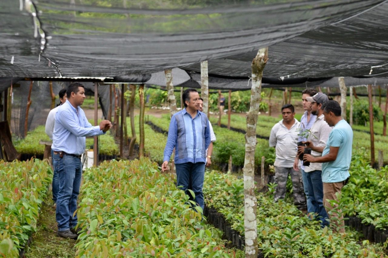 Sembrando Vida ayudó a reactivar viveros y el campo: Cuitláhuac García