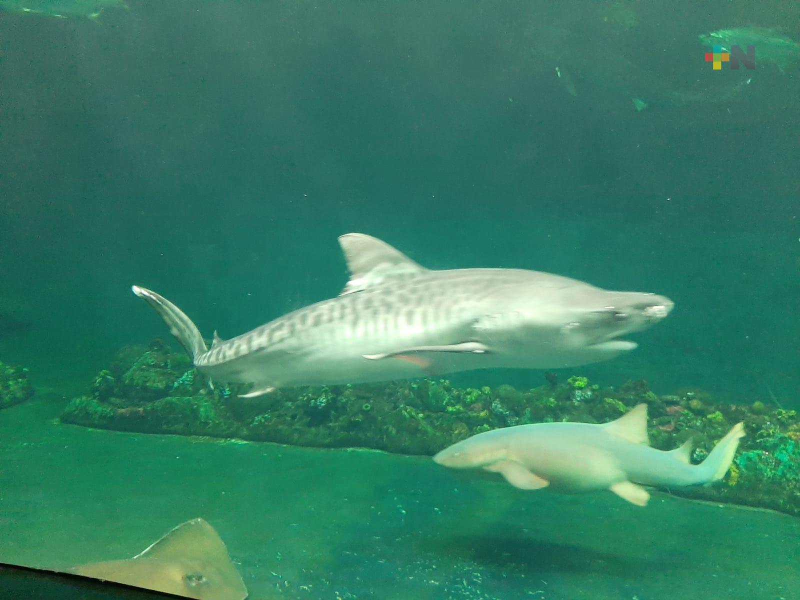 Prestadores de servicios turísticos promoverán visitas al Aquarium de Veracruz