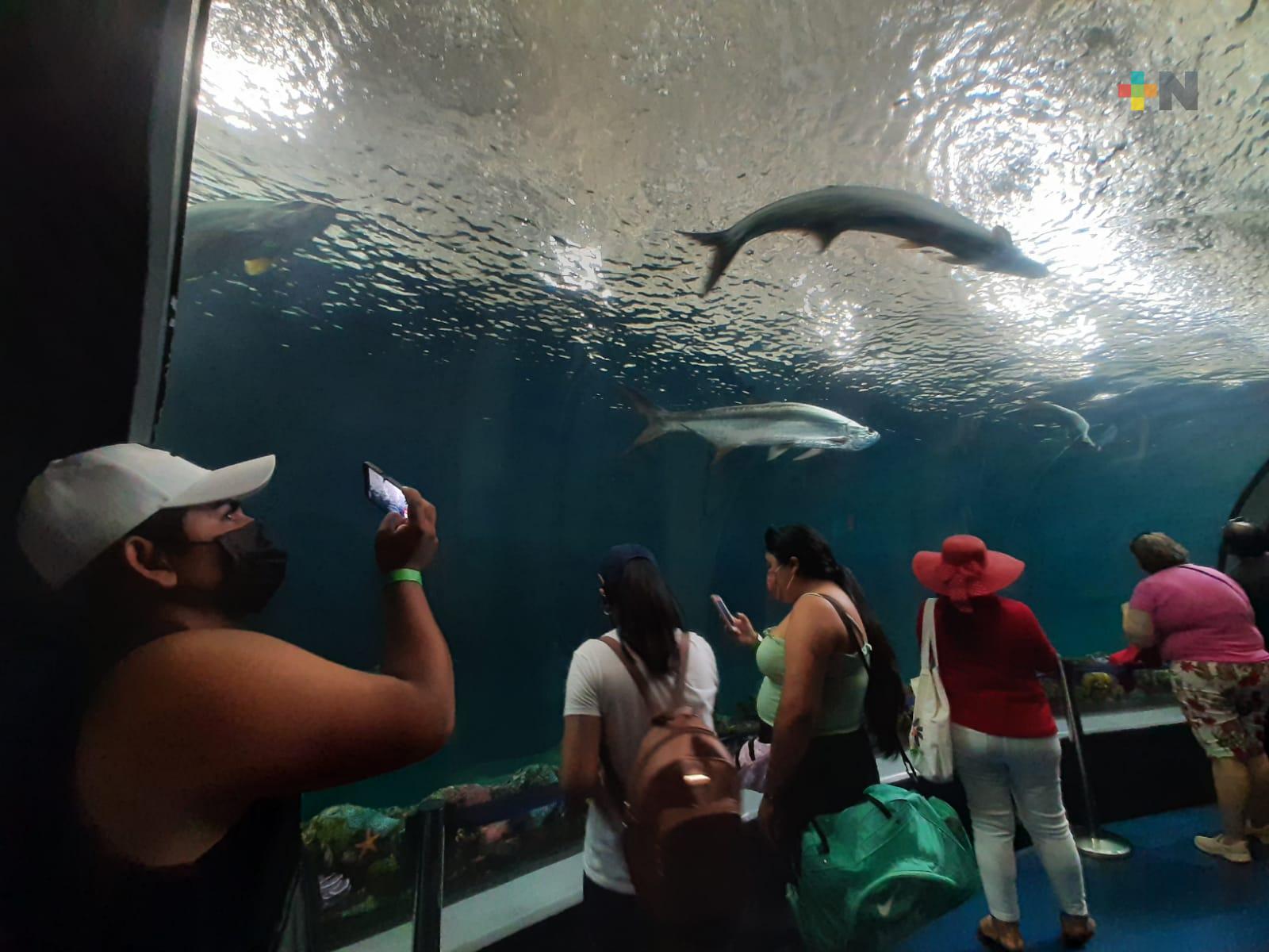 Como se había anunciado, este martes se ofreció acceso gratuito al Aquarium del Puerto de Veracruz