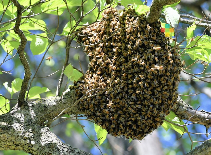 Atiende PC de Medellín emergencia por ataque de abejas en Puente Moreno