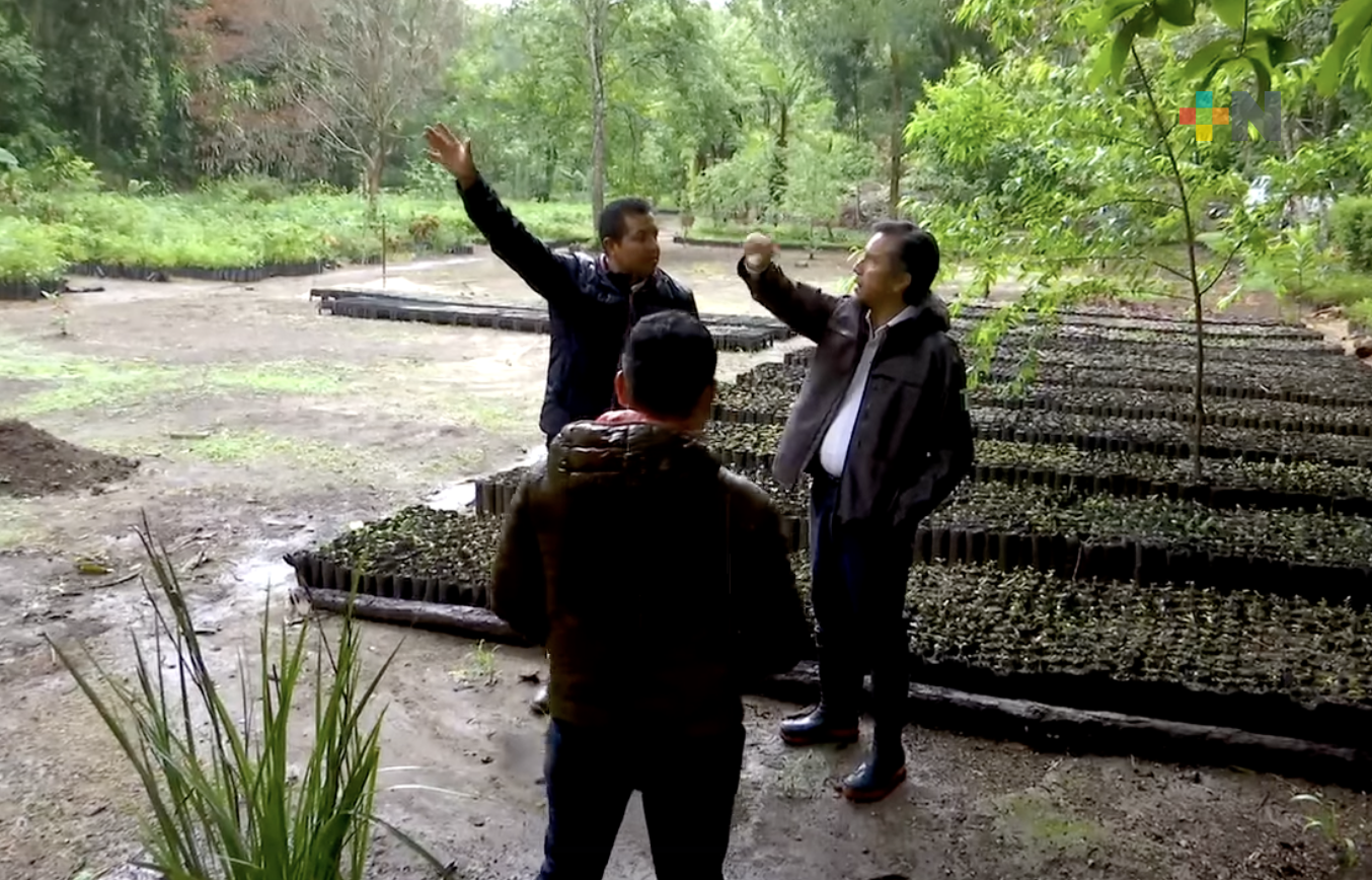 Gobernador supervisa funcionamiento del vivero Francisco Javier Clavijero, en Xalapa
