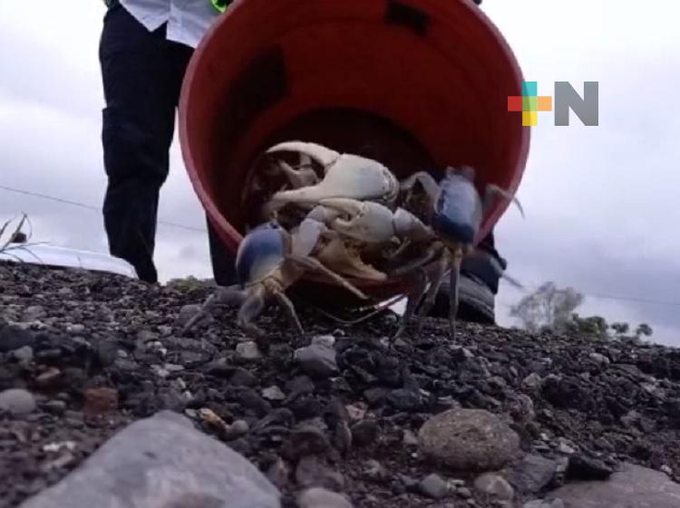 Continúa protección al cangrejo azul en municipio de San Rafael