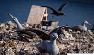 México conmemora Día Mundial de los Albatros con nacimiento de 34 polluelos en Isla Guadalupe