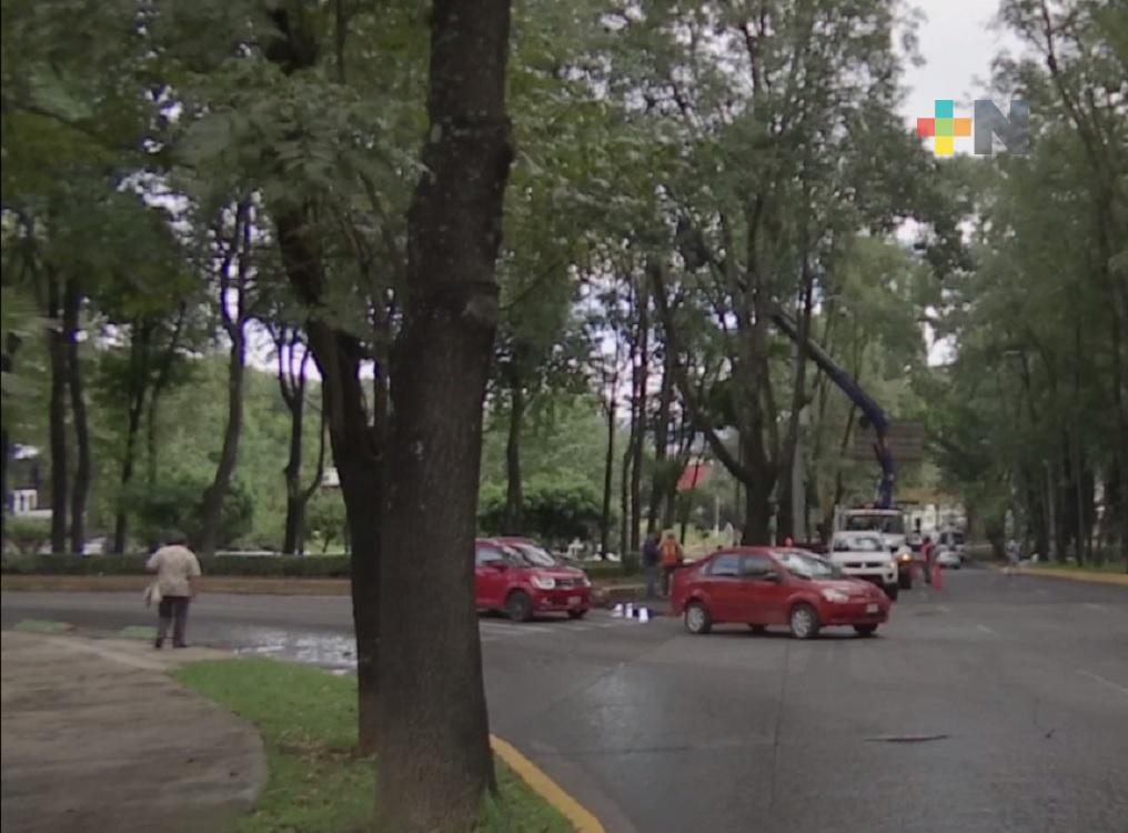 En Xalapa se debe aumentar presencia de árboles y arbustos nativos