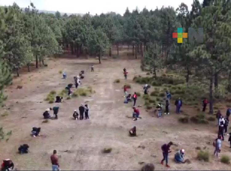 Inicia plantación de 500 arbolitos en sierra de Huayacocotla