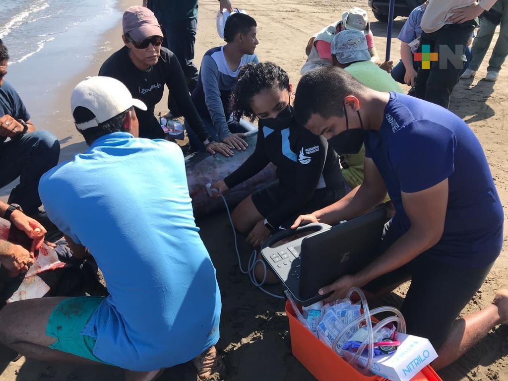 Atención a Ballena piloto, en tiempo y forma: PMA