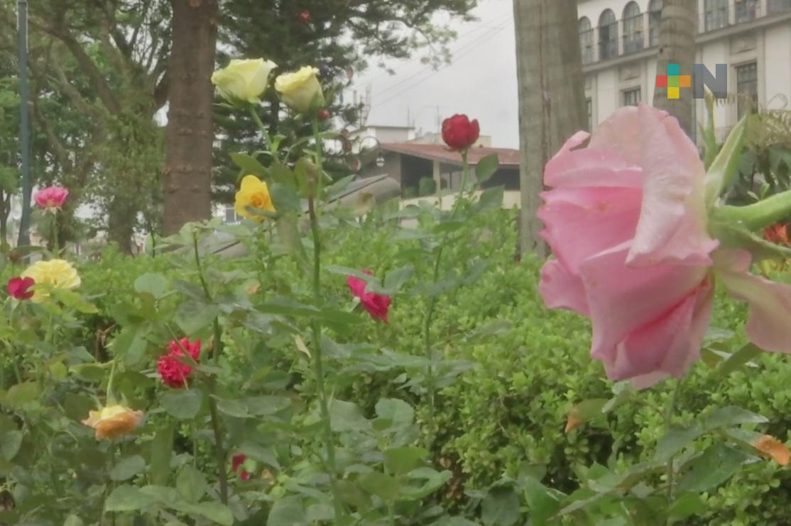 Polinizan parques y jardines de Xalapa