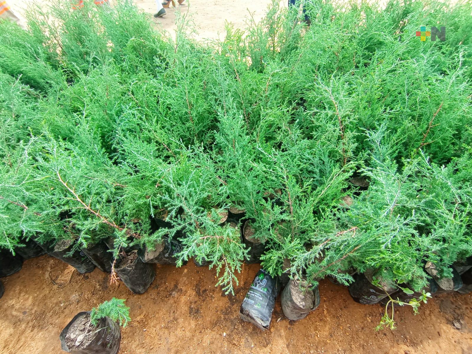 Coatzacoalcos pone en marcha campaña «Sembremos diez mil árboles»