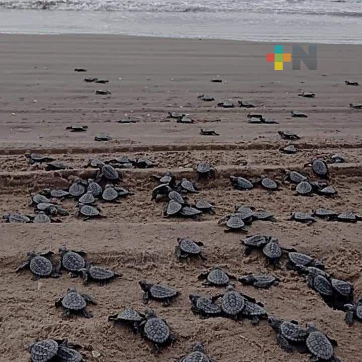 Próximo el arribo de tortugas a Tuxpan; ambientalistas se preparan para cuidarlas