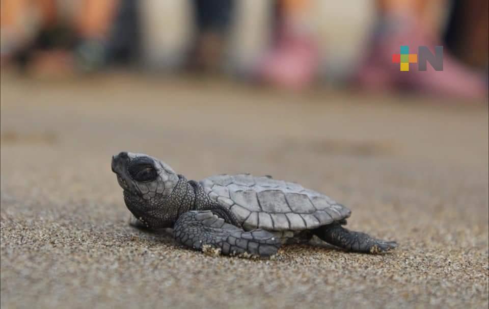 Semarnat vigila la costa de Coatzacoalcos ante la llegada de tortugas para desove