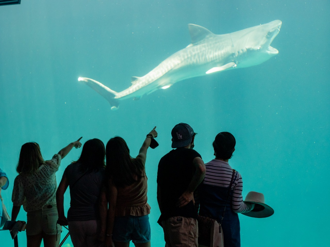 Anuncian ampliación y modernización del Aquarium de Veracruz este 2023