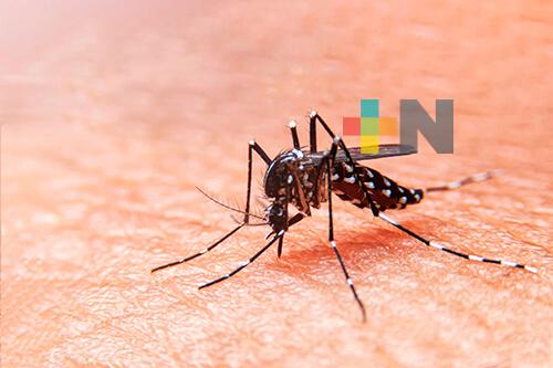 Exhorta IMSS Veracruz Sur evitar criaderos de moscos transmisores del dengue