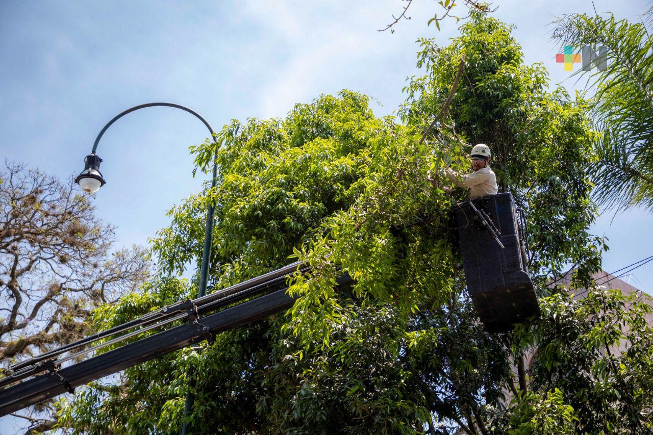 Intervención del arbolado, ajustado a dictámenes profesionales, reitera alcalde