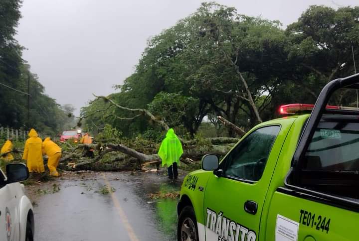 PC Coatepec atiende reporte de árbol caído en carretera Xalapa-Totutla