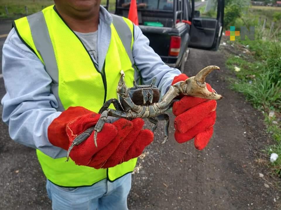 En San Rafael se protege el Cangrejo Azul