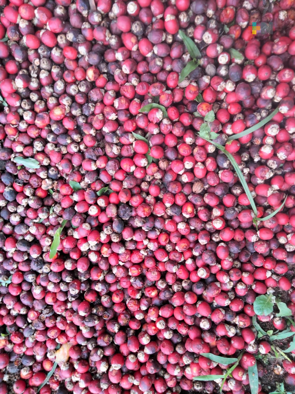 Cafeticultores de Ixhuatlán del Café requieren certificar sus marcas: alcaldesa