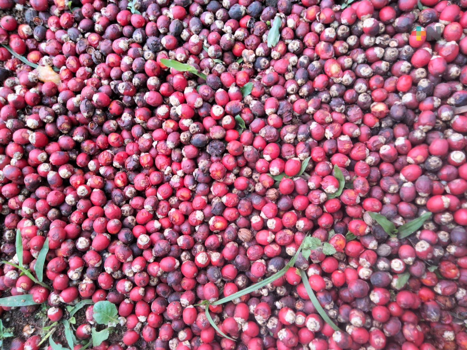 Se impulsa en Coatepec producción de café libre de agroquímicos