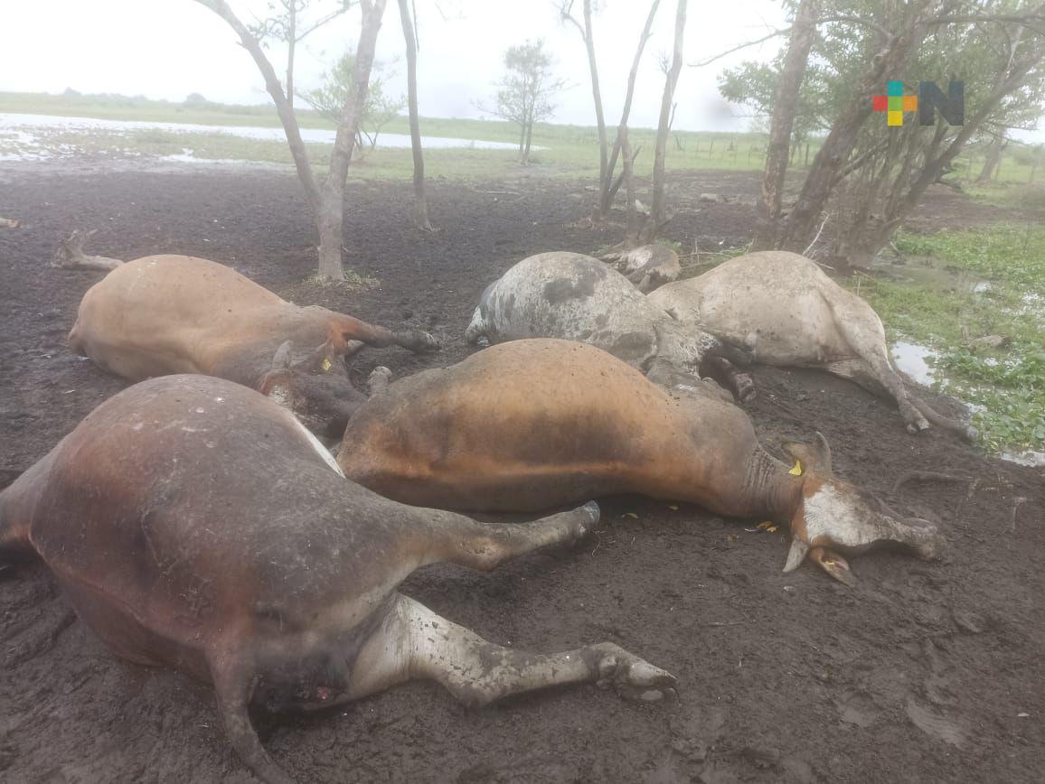 En Las Choapas, tormentas eléctricas ocasionan muerte de vacas