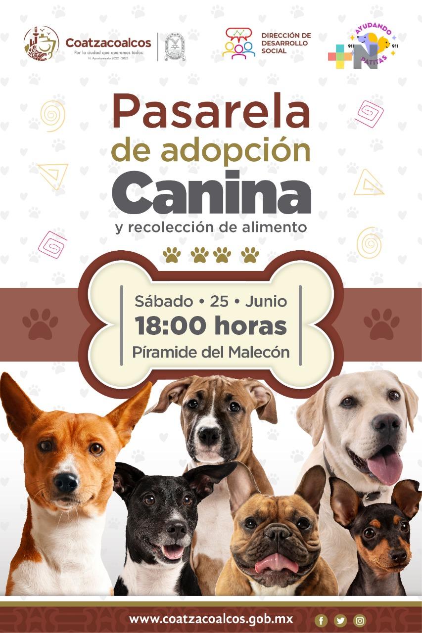 En Coatzacoalcos, autoridades realizarán primera pasarela de adopción canina