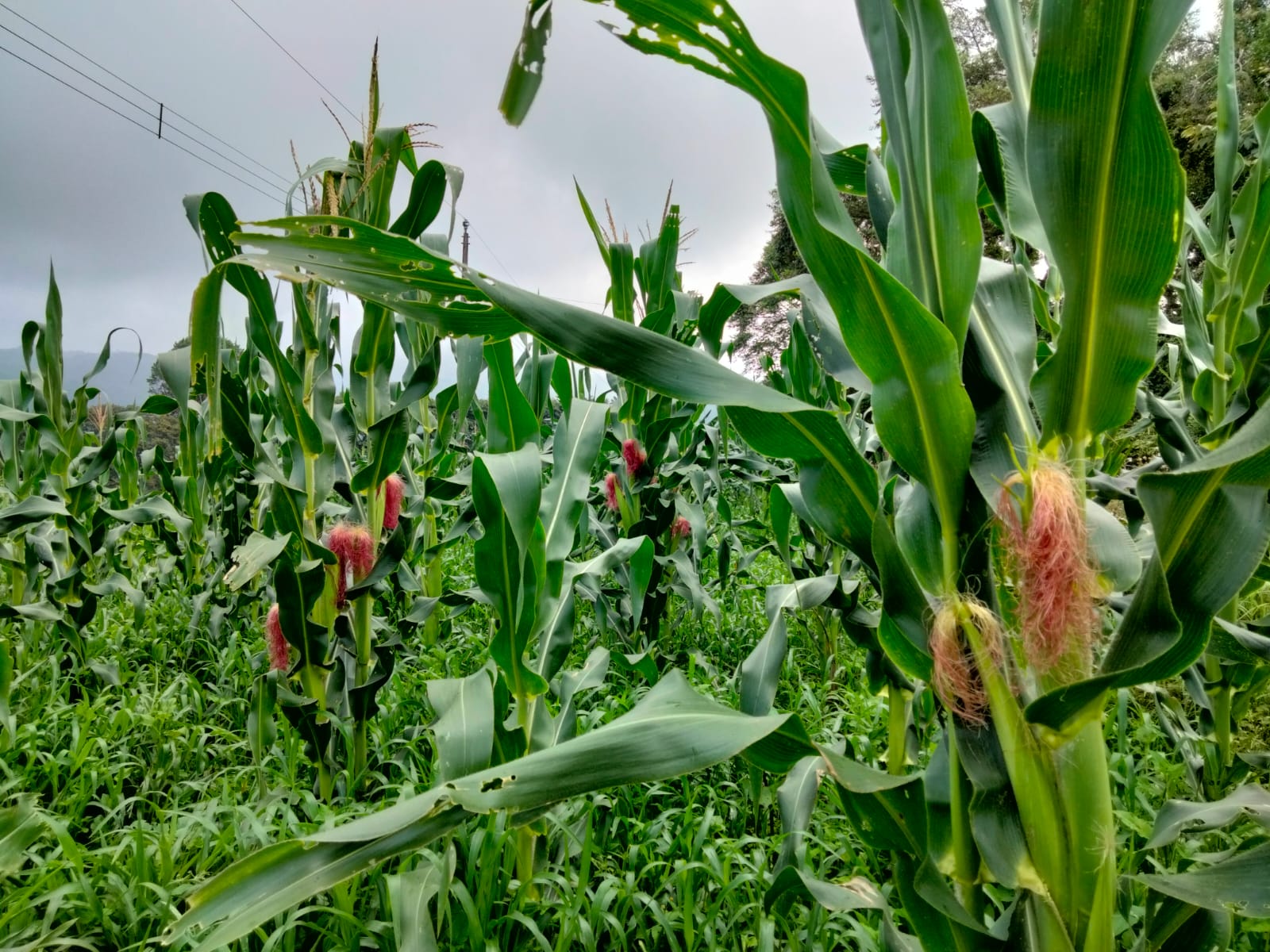 Sedarpa tramita seguros para productores veracruzanos afectados por granizadas