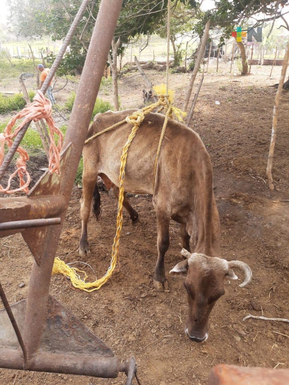 Afectados 260 ganaderos de Tuxpan por temporada de estiaje