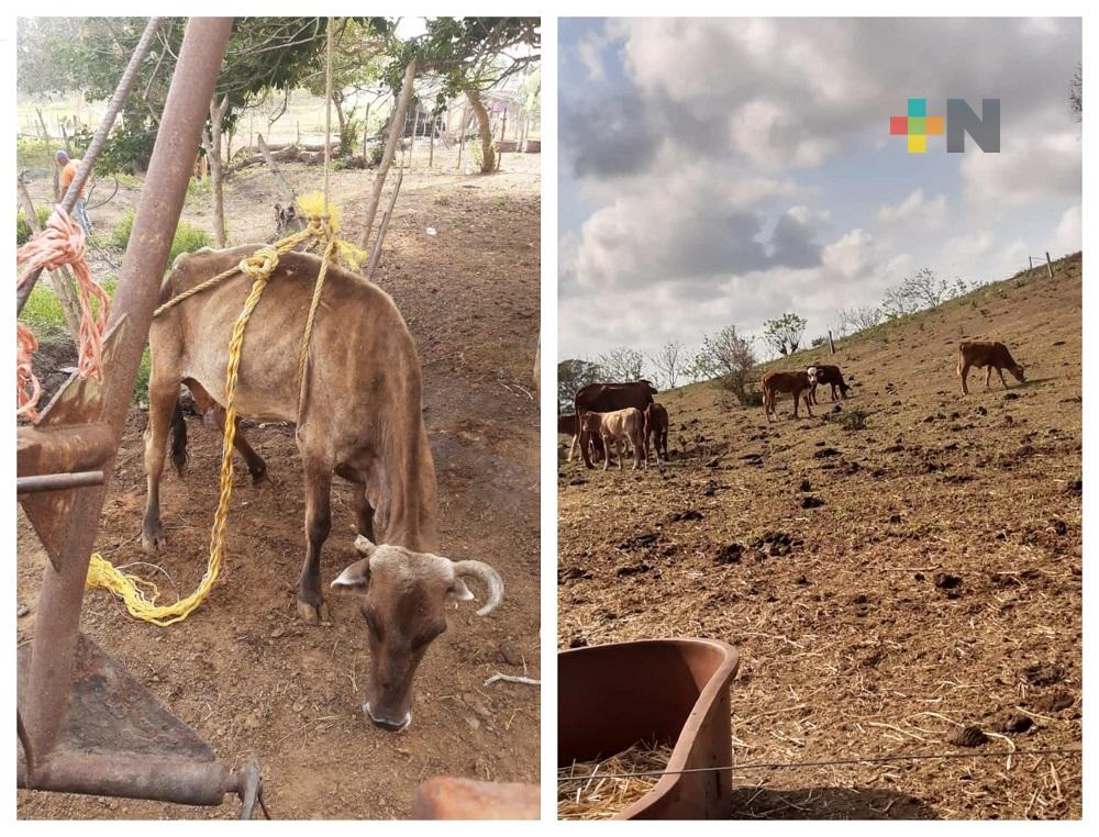 Sin datos sobre afectaciones en el sector ganadero por sequía en Veracruz