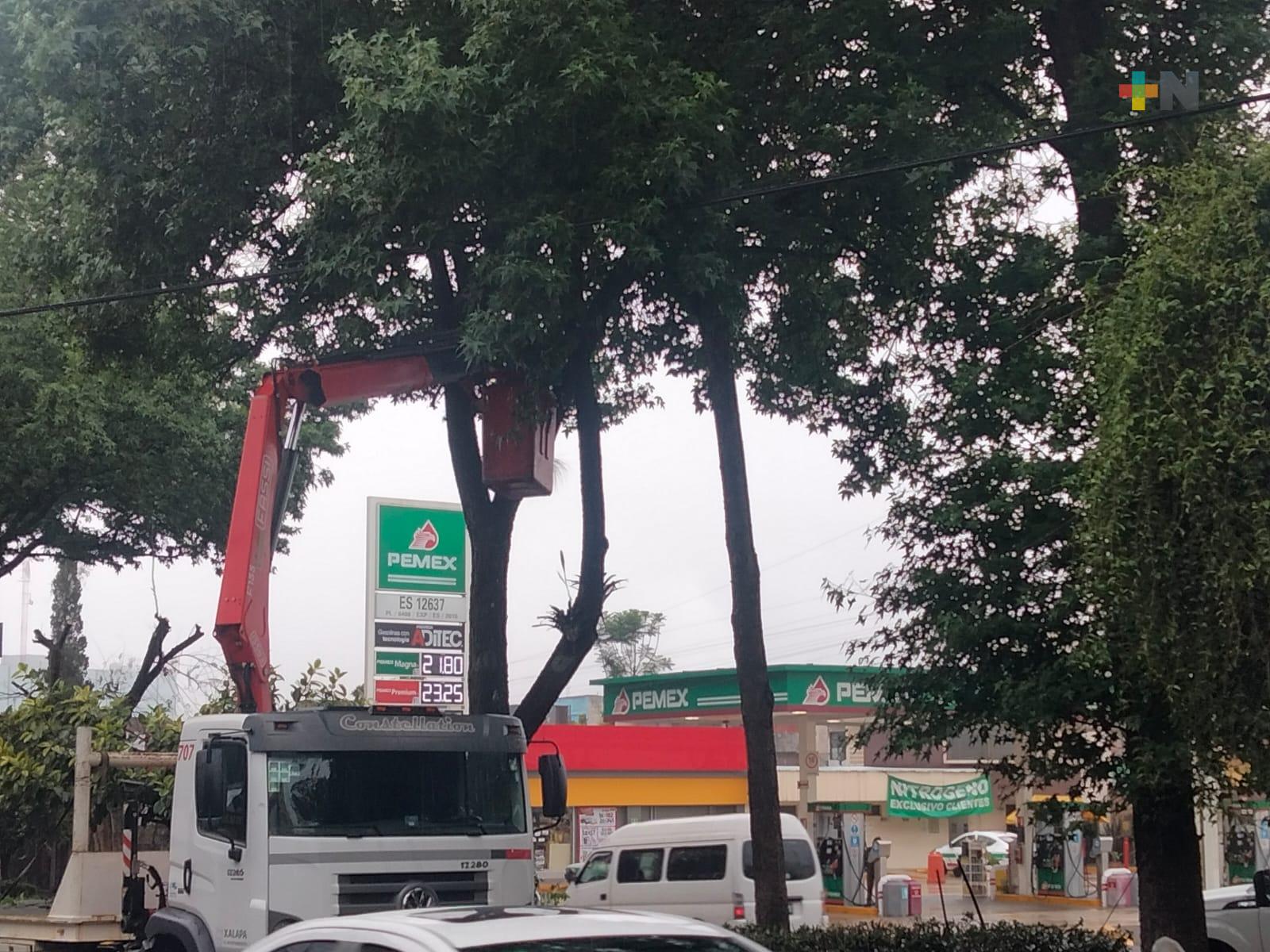 Ayuntamiento de Xalapa continúa interviniendo árboles en mal estado