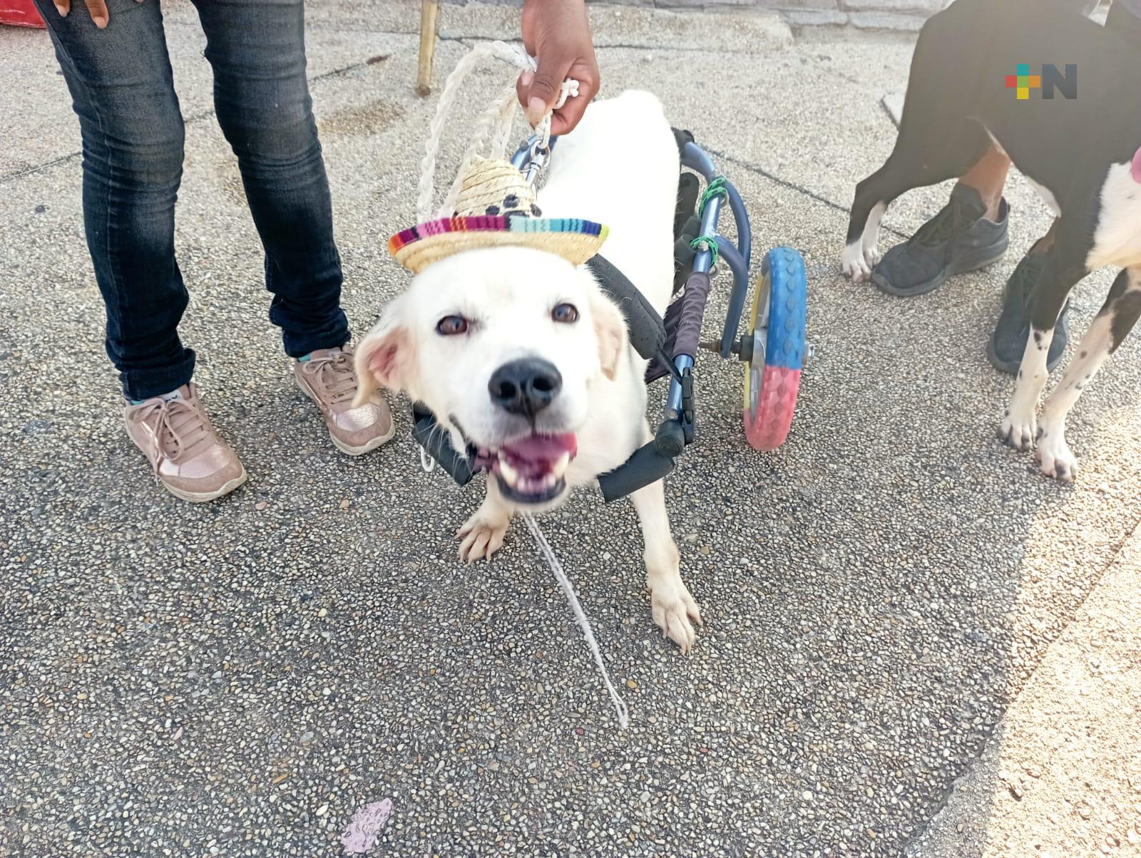 Buscan hogar temporal para 40 perros rescatados en Coatzacoalcos