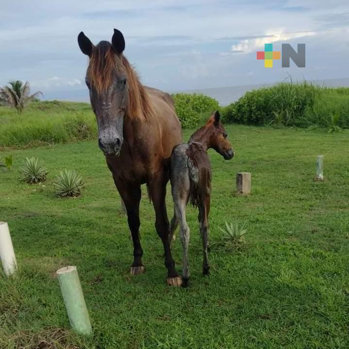Rescatan a potrillo que cayó a registro de aguas negras en Villa Allende