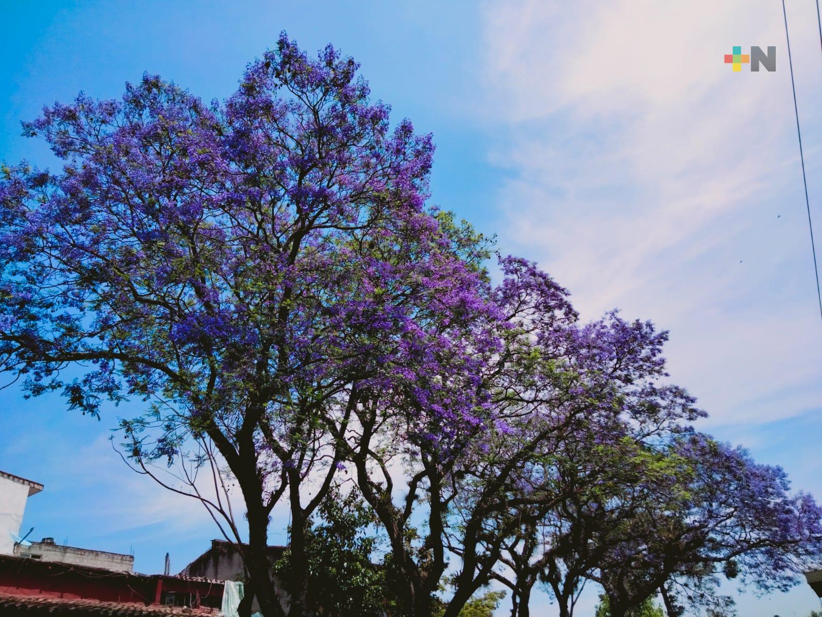 Invitan a unirse a la reforestación de Xalapa y sembrar un árbol