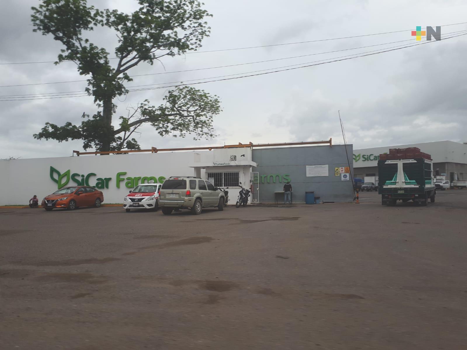 Exportadora de cítricos se niega a pagar a a productores y compradores de limón persa