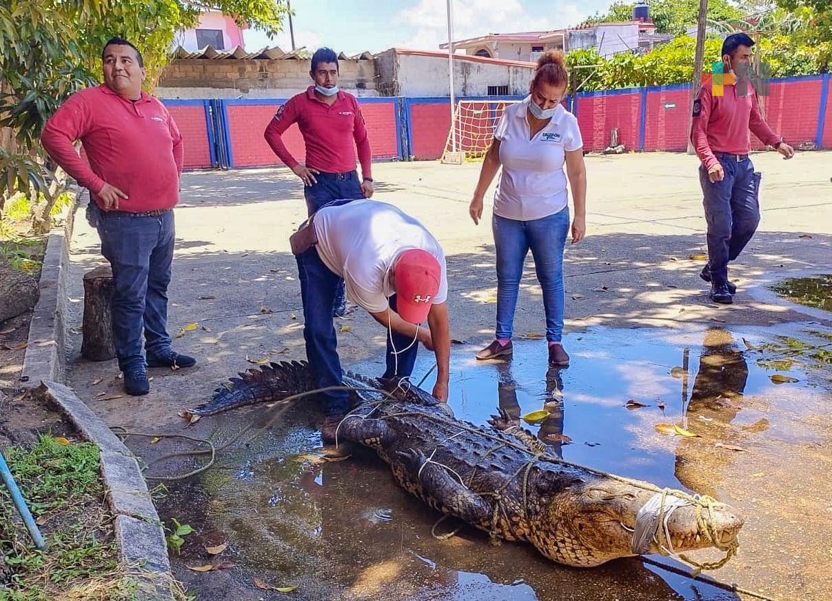 Trasladan a cocodrilo capturado en Coatzacoalcos a reserva de Ciudad Alemán