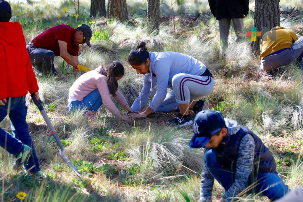 Con más de 52 mil árboles, Veracruz logra la plantación simultánea más grande: Gobernador